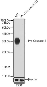 [KO Validated] Caspase-3 Rabbit mAb
