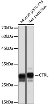 CTRL Rabbit mAb