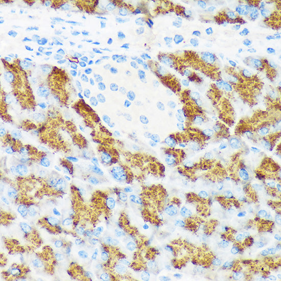 CTRL Rabbit mAb