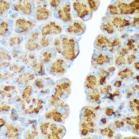CTRL Rabbit mAb