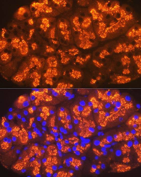 CTRL Rabbit mAb