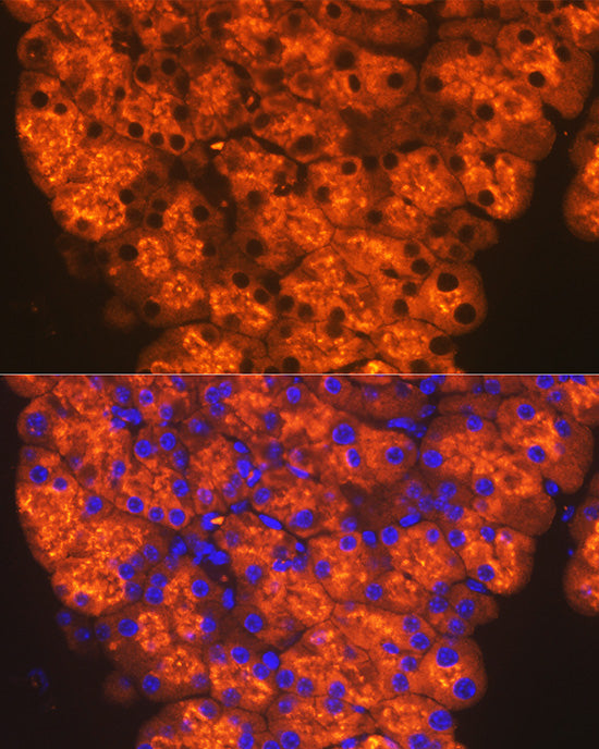 CTRL Rabbit mAb