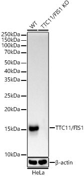 [KO Validated] TTC11/FIS1 Rabbit mAb