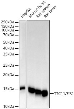 [KO Validated] TTC11/FIS1 Rabbit mAb