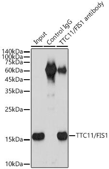 [KO Validated] TTC11/FIS1 Rabbit mAb