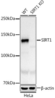 [KO Validated] SIRT1 Rabbit mAb