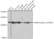 PSD93/chapsyn-110/DLG2 Rabbit mAb