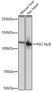 PGC1α/β Rabbit mAb