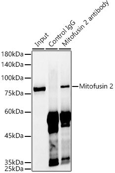 Mitofusin 2 Rabbit mAb