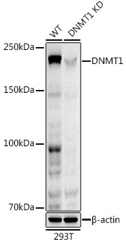 [KD Validated] DNMT1 Rabbit mAb