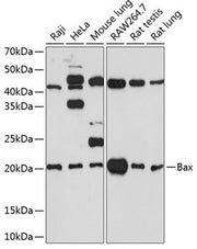 [KO Validated] Bax Rabbit mAb