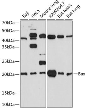 [KO Validated] Bax Rabbit mAb