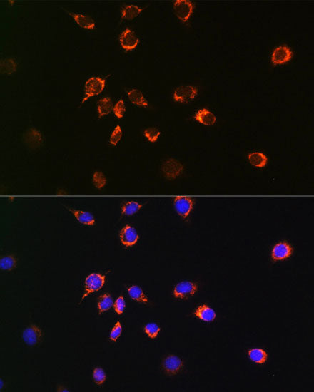[KO Validated] Bax Rabbit mAb
