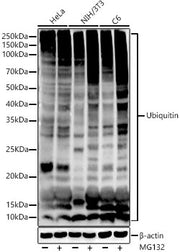 Ubiquitin Rabbit mAb