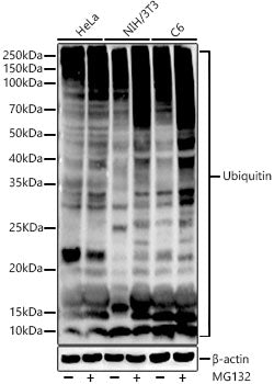 Ubiquitin Rabbit mAb