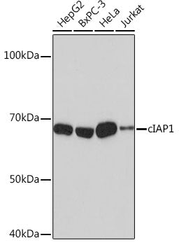 [KO Validated] cIAP1 Rabbit mAb