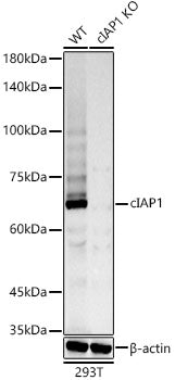 [KO Validated] cIAP1 Rabbit mAb