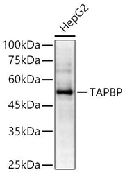 TAPBP Rabbit pAb