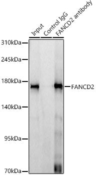 FANCD2 Rabbit mAb