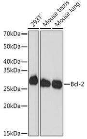 [KD Validated] Bcl-2 Rabbit mAb
