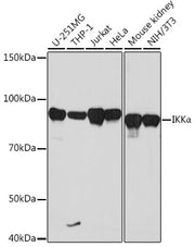 IKKα Rabbit mAb