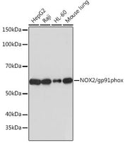 NOX2/gp91phox Rabbit mAb