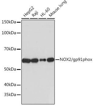 NOX2/gp91phox Rabbit mAb