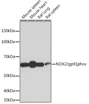 NOX2/gp91phox Rabbit mAb