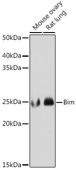 Bim Rabbit mAb