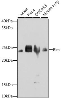 Bim Rabbit mAb