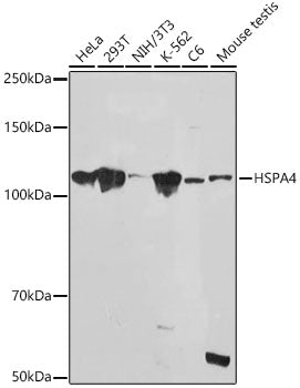 HSPA4 Rabbit mAb