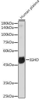 IGHD Rabbit mAb