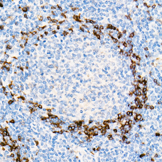 IGHD Rabbit mAb