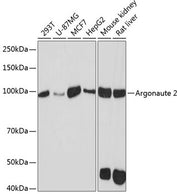Argonaute-2 Rabbit mAb