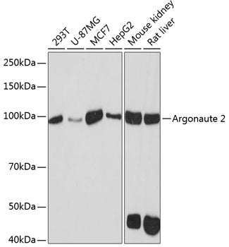 Argonaute-2 Rabbit mAb