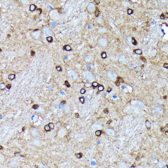 Argonaute-2 Rabbit mAb