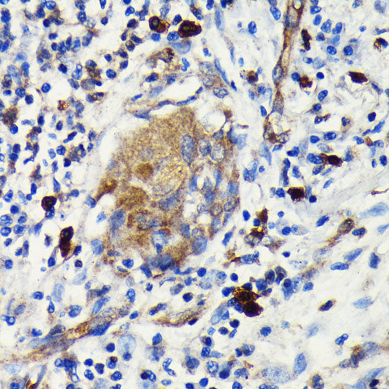 Argonaute-2 Rabbit mAb