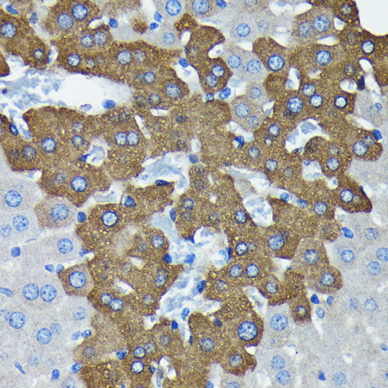 Argonaute-2 Rabbit mAb