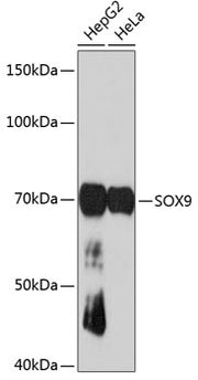 SOX9 Rabbit mAb