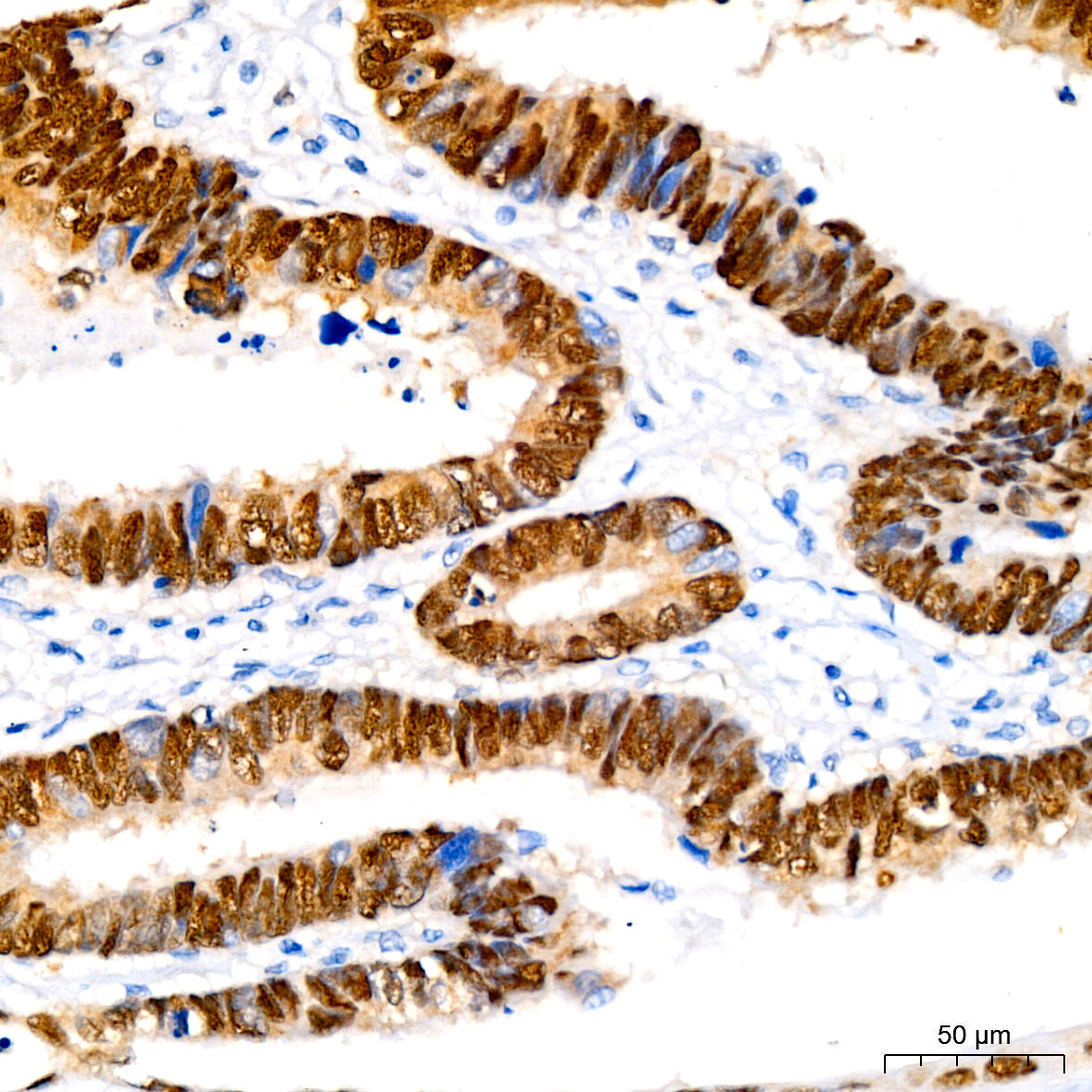 SOX9 Rabbit mAb