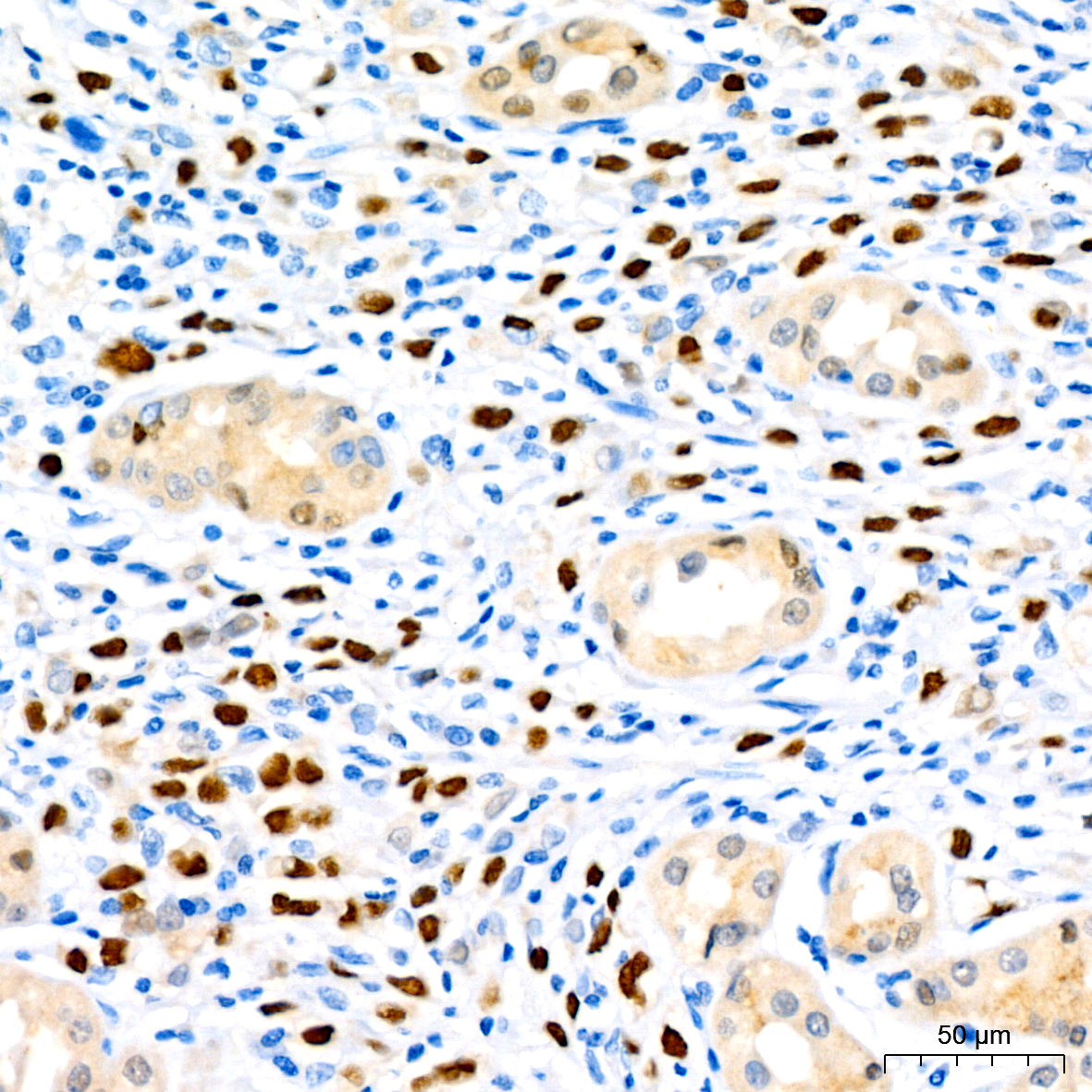 SOX9 Rabbit mAb