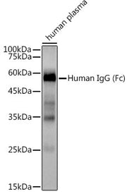 Human IgG Rabbit mAb