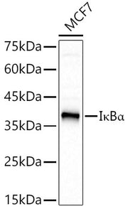 IκBα Rabbit mAb