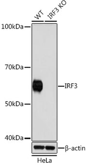 [KO Validated] IRF3 Rabbit mAb