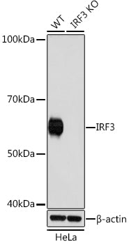 [KO Validated] IRF3 Rabbit mAb