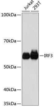 [KO Validated] IRF3 Rabbit mAb