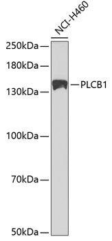 PLCB1 Rabbit pAb