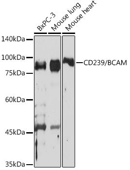 CD239/BCAM Rabbit mAb
