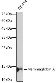 Mammaglobin A Rabbit mAb