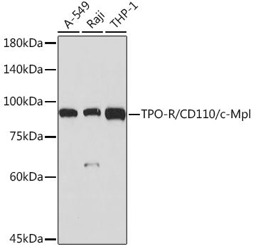 TPO-R/CD110/c-Mpl Rabbit mAb